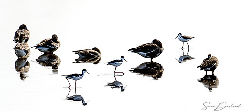 Waterfowl in shallow water