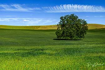 Lone tree in The Palouse
