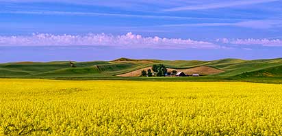 Canola field in the Palouse