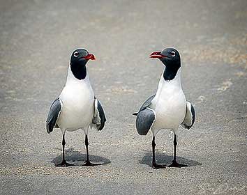 Laughing Gull couple