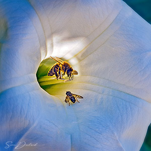 Morning glory flower with bees