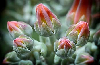 Succulent flowers close-up