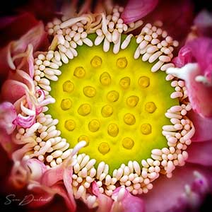 Lotus flower close-up