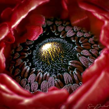Ranunculus flower close-up