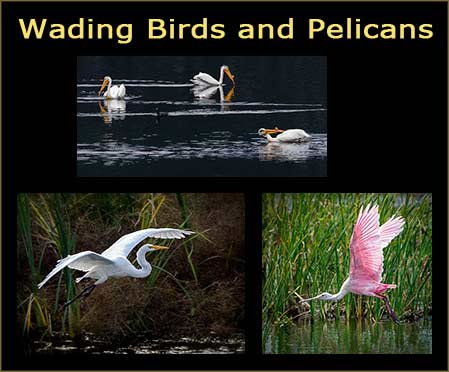 Wading Birds blog