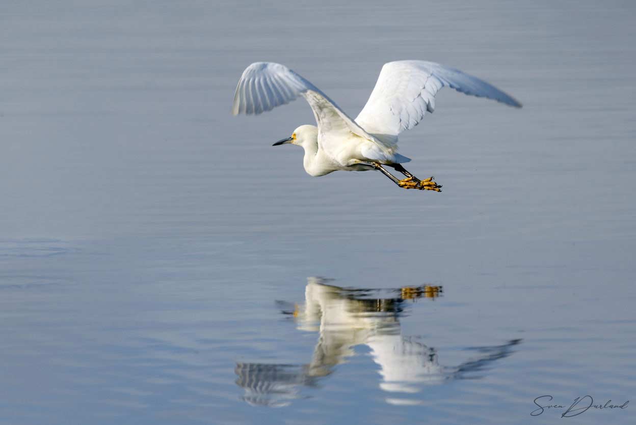 Snowy Egret in flight