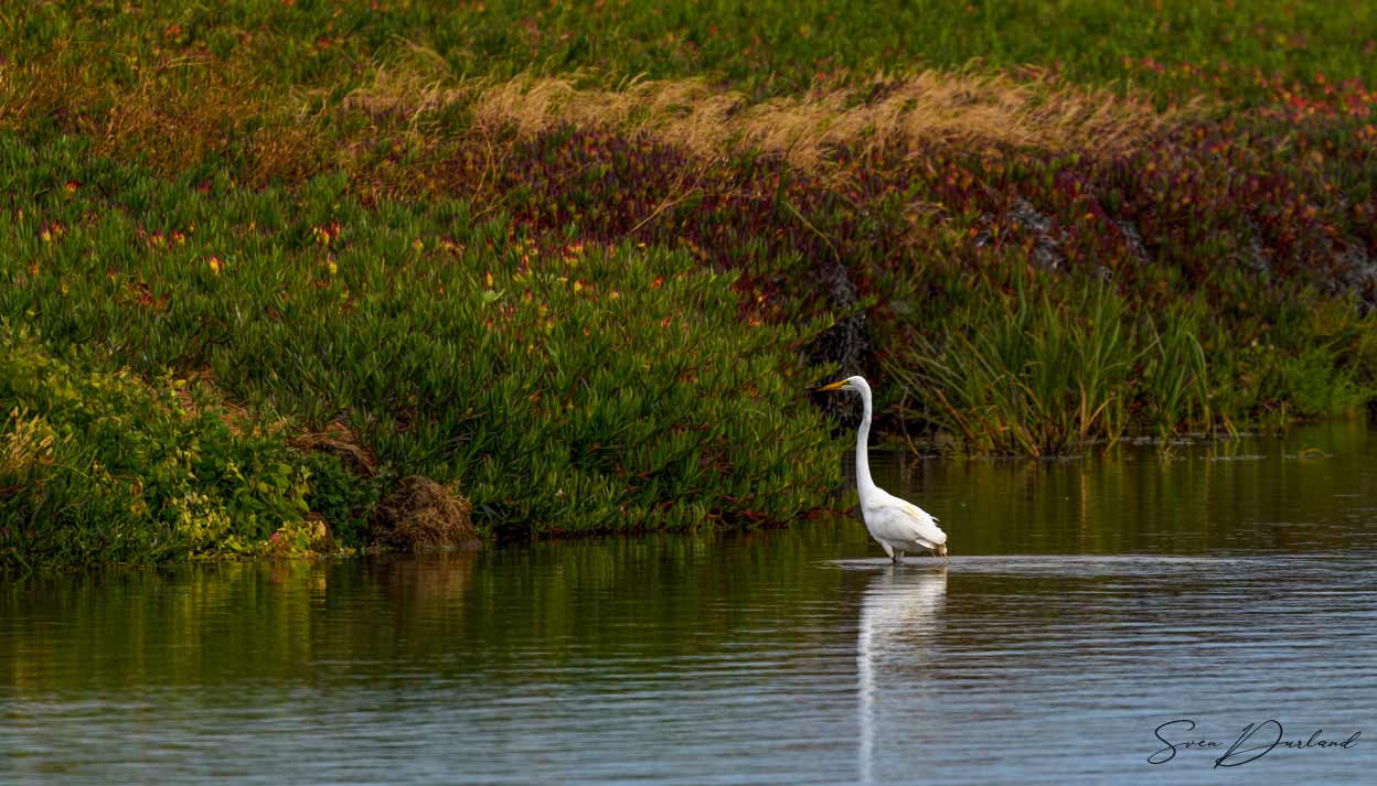 Egret