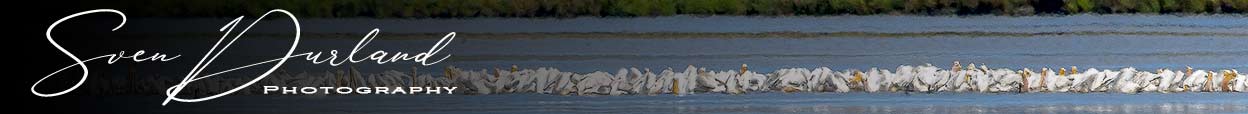 Sven Durland blog heading