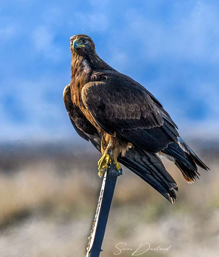Golden eagle