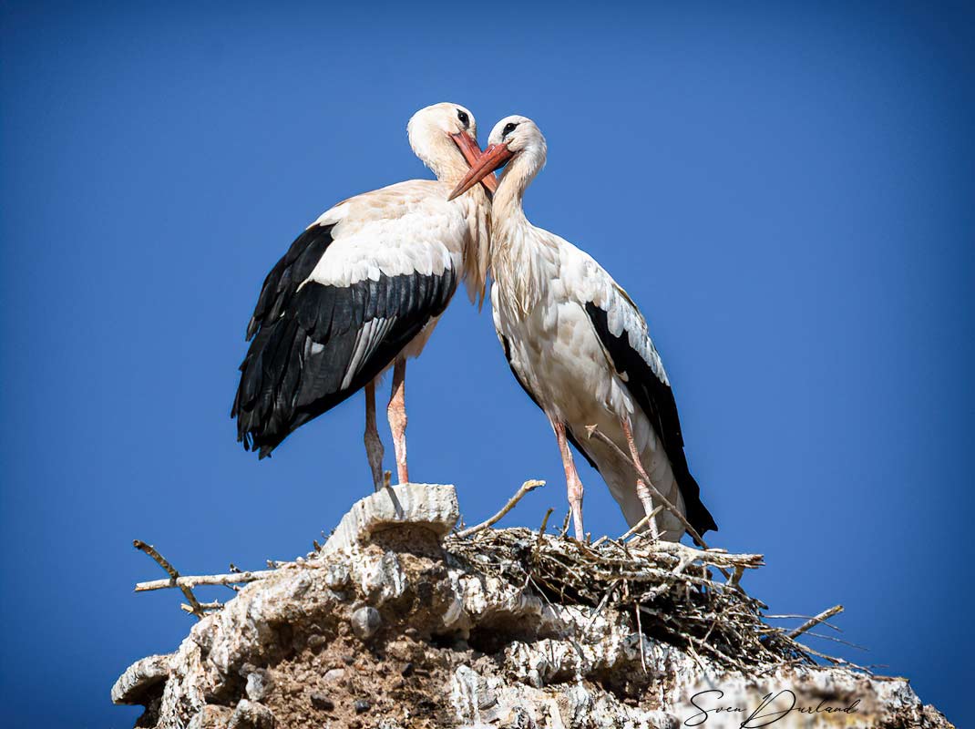 White Storks, Marrakech