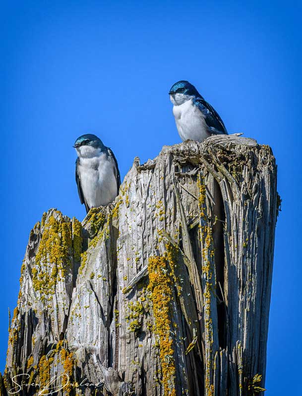 Tree Swallows
