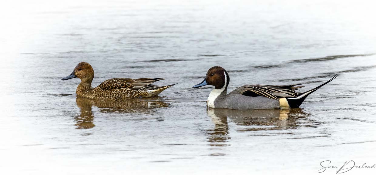 Northern Pintail couple