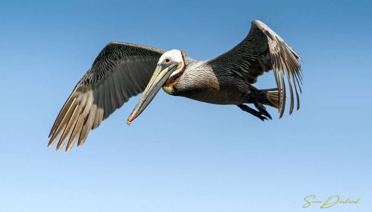 Brown Pelican in flight