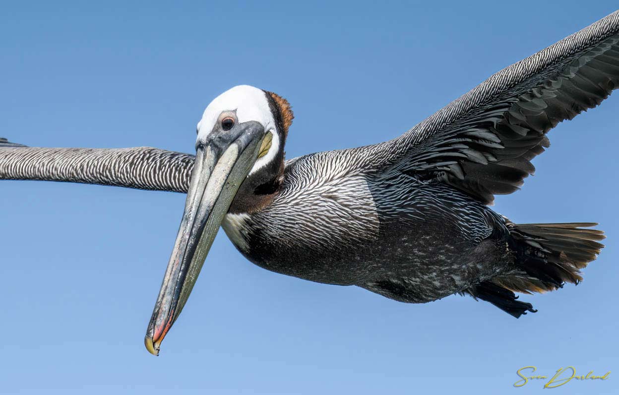 Brown Pelican in flight