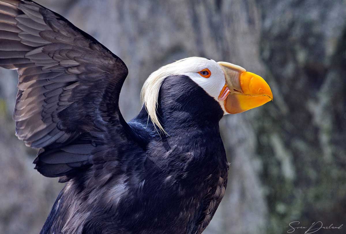 Close up tufted puffin