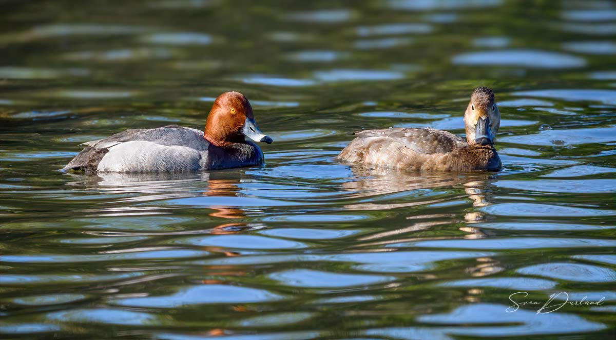 Redhead  duck couple