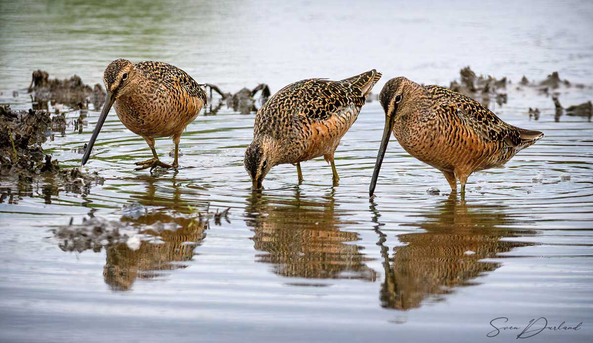 Dowitchers feeding