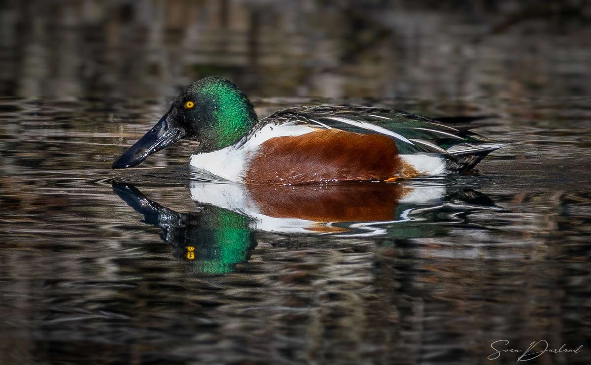 Northern Shoveler - male
