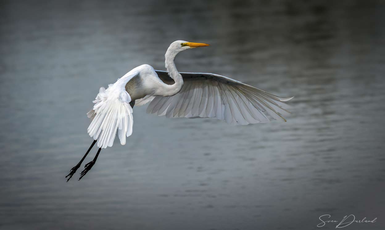 Great White Egret in flight