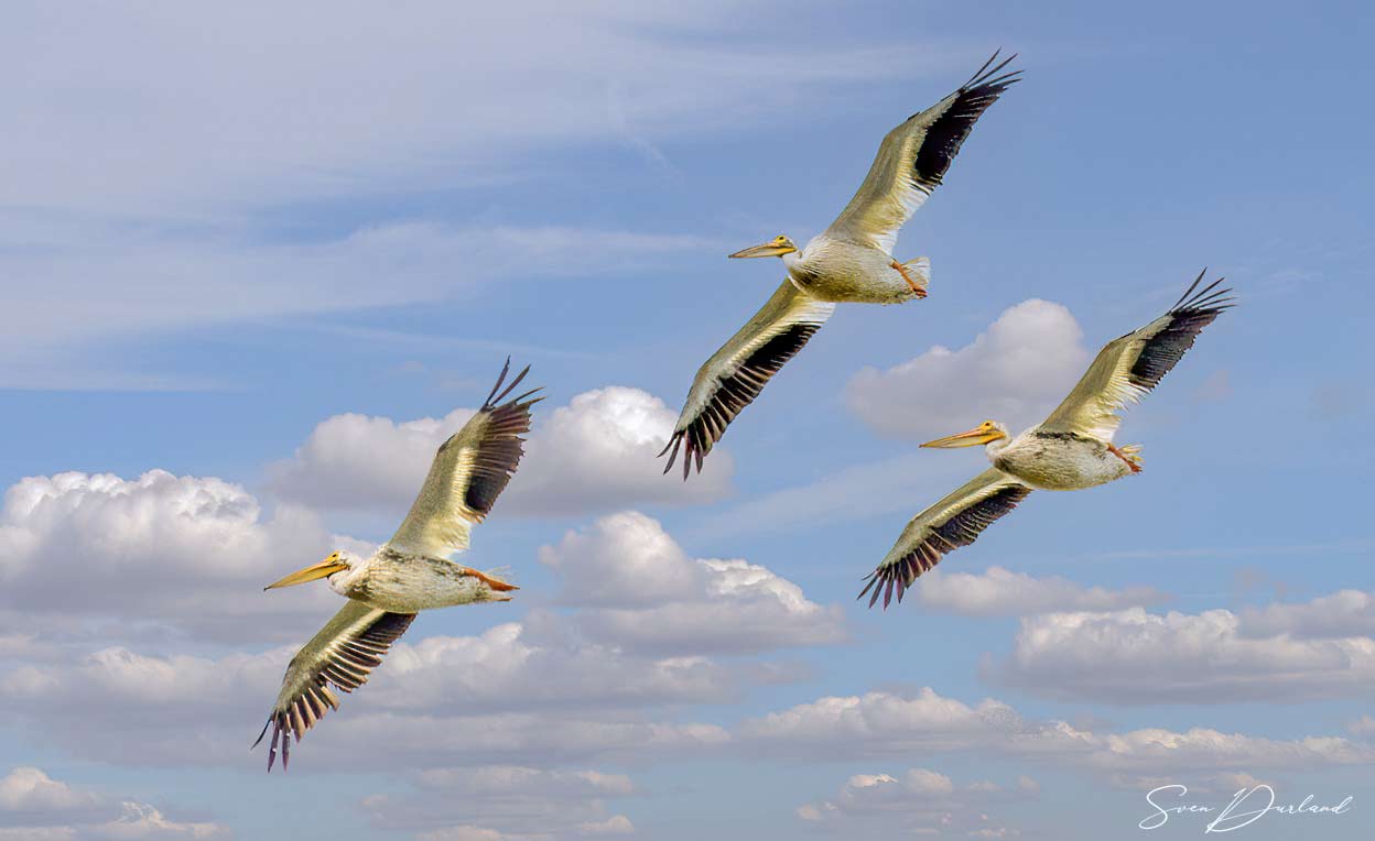 American White Pelicans in flight