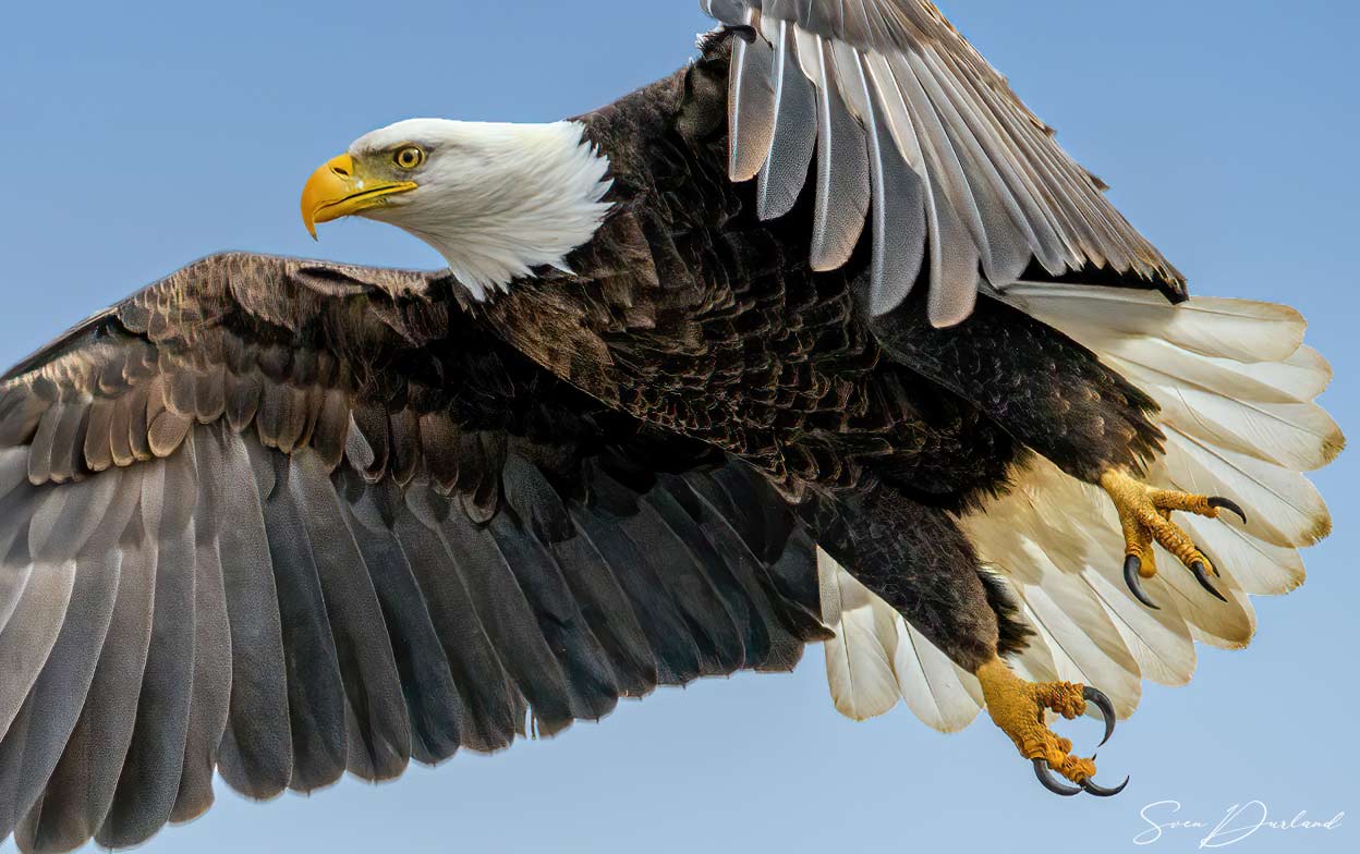 Bald eagle in flight