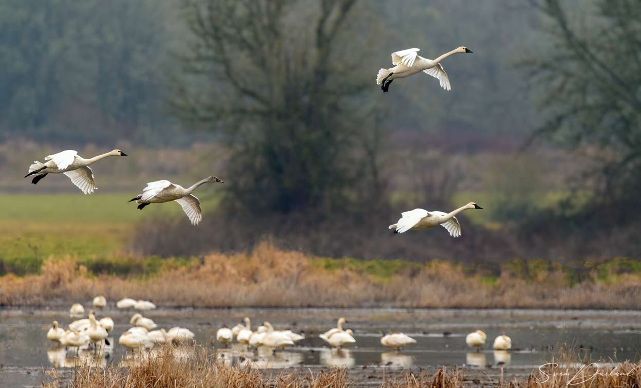 Tundra Swans in flight