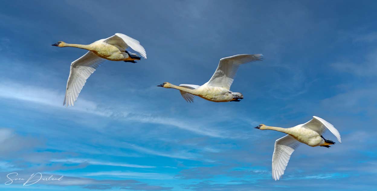 Tundra Swans in flight