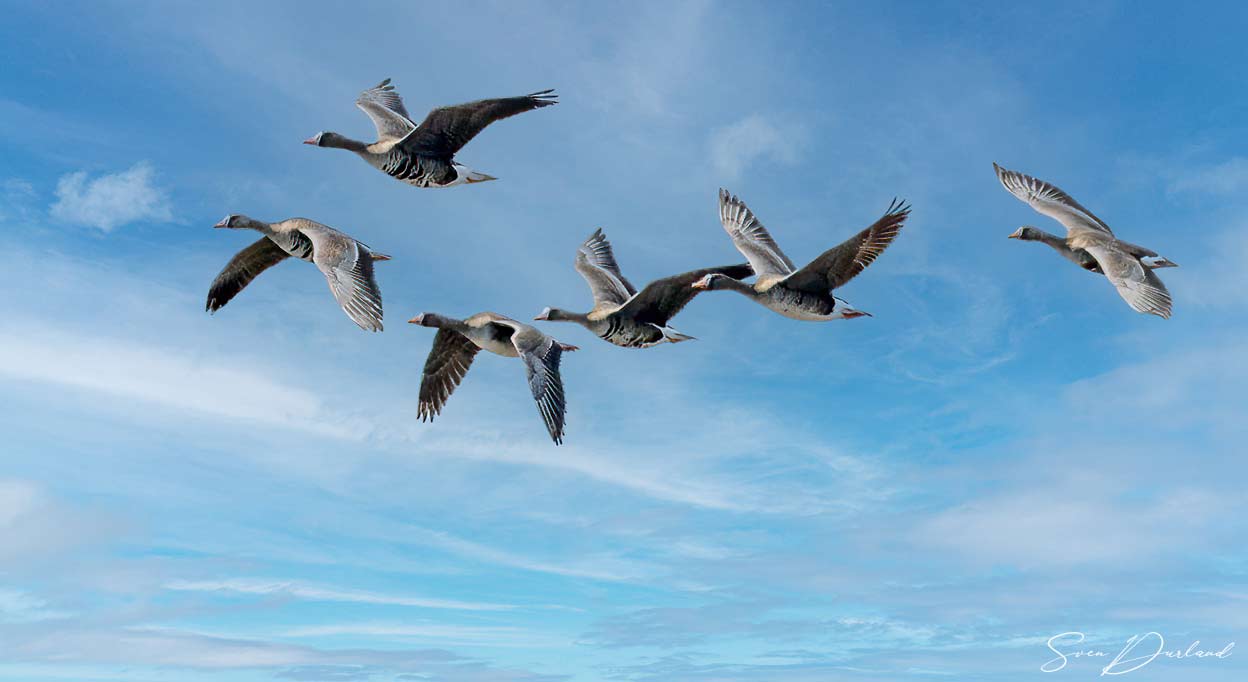 White-fronted Geese in flight