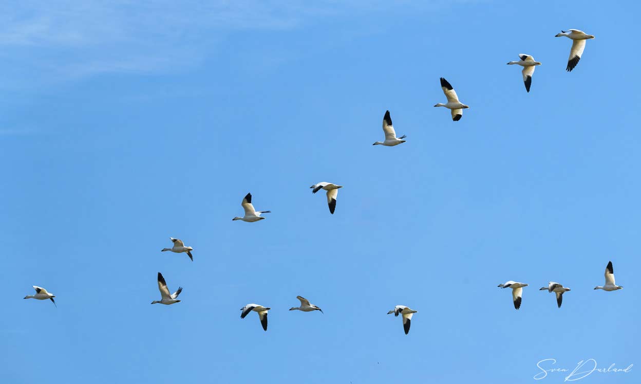 Snow Geese in flight
