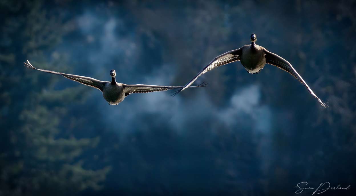 Canada Geese in flight