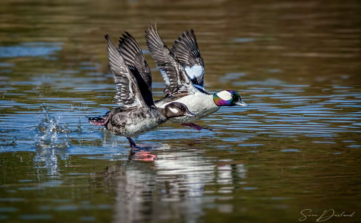 Bufflehead couple taking flight