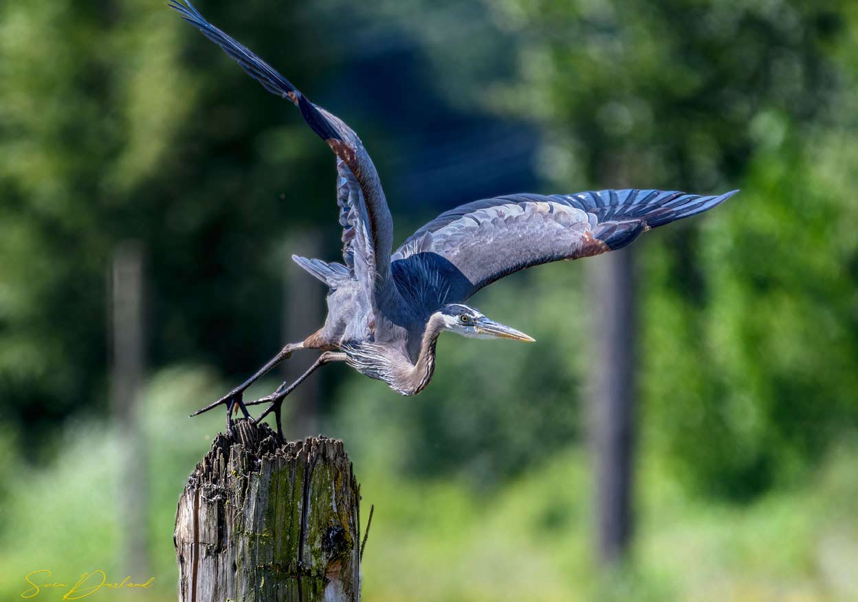 Blue heron taking off