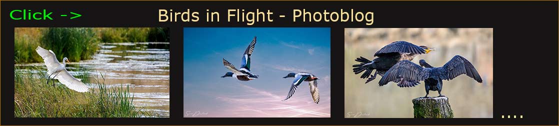 Birds in flight blog header