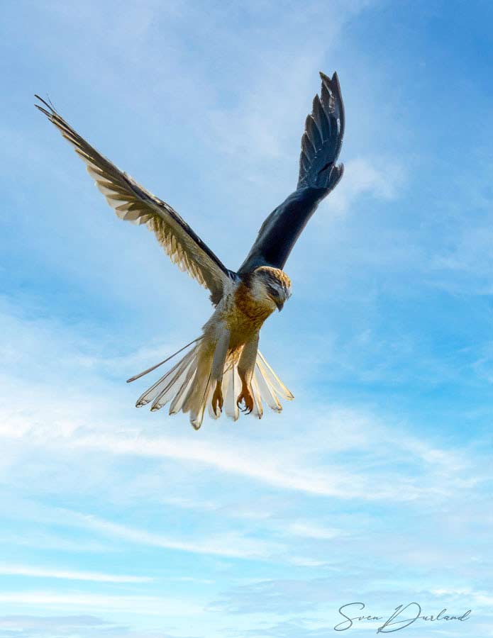 White-tailed Kite hovering