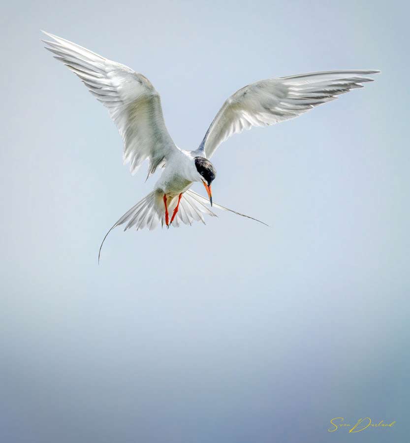 Forster's Tern hovering