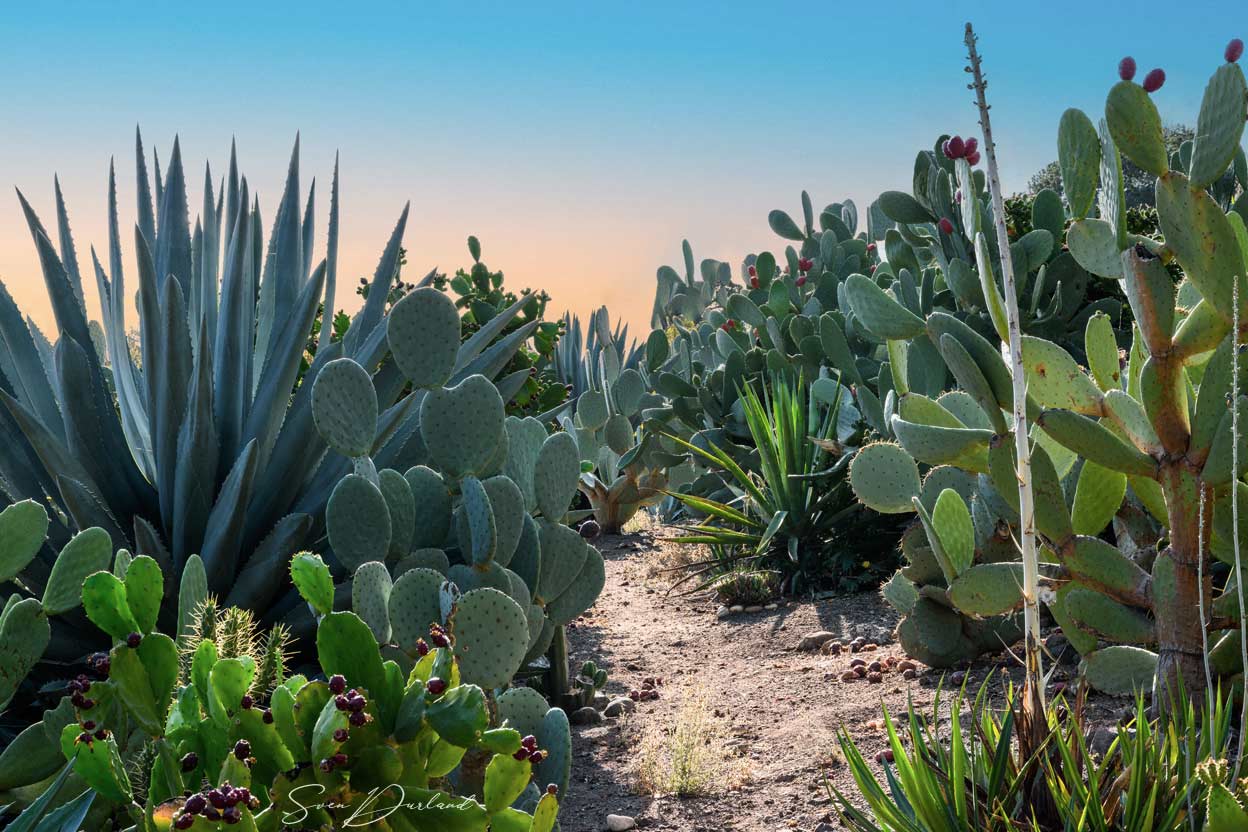 Cactus Landscape