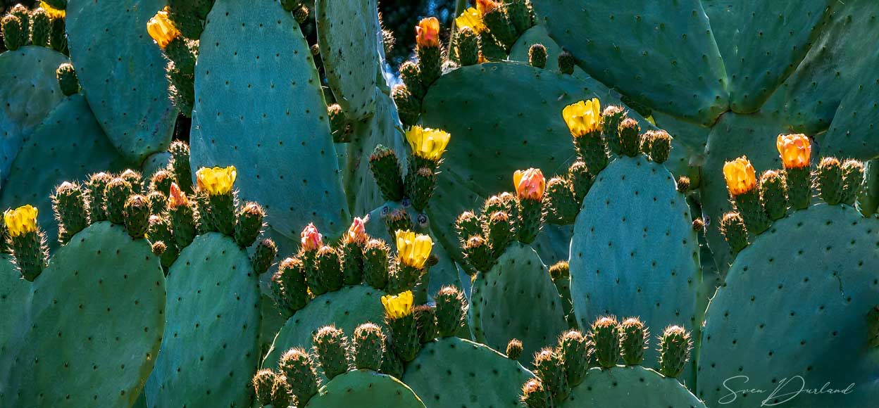 Cactus close up
