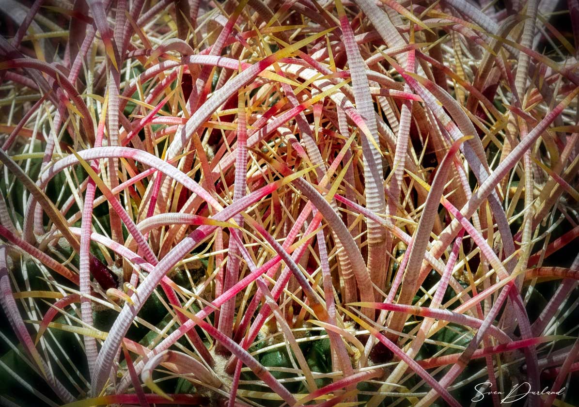 Curled cactus spikes