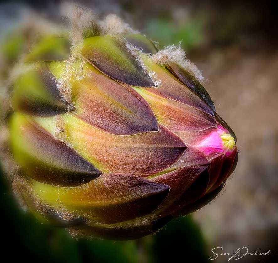 cactus flower bud