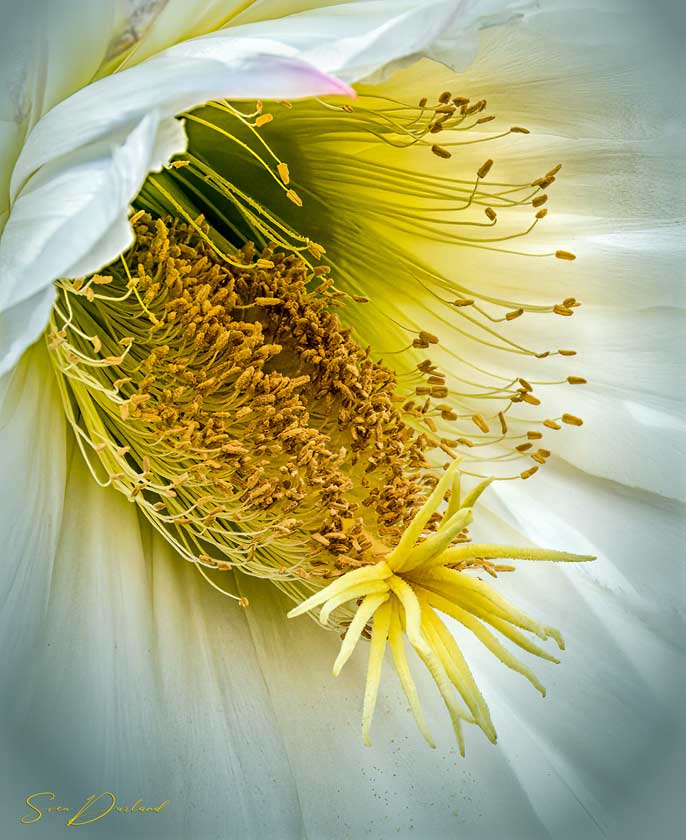 extreme close up of cactus flower