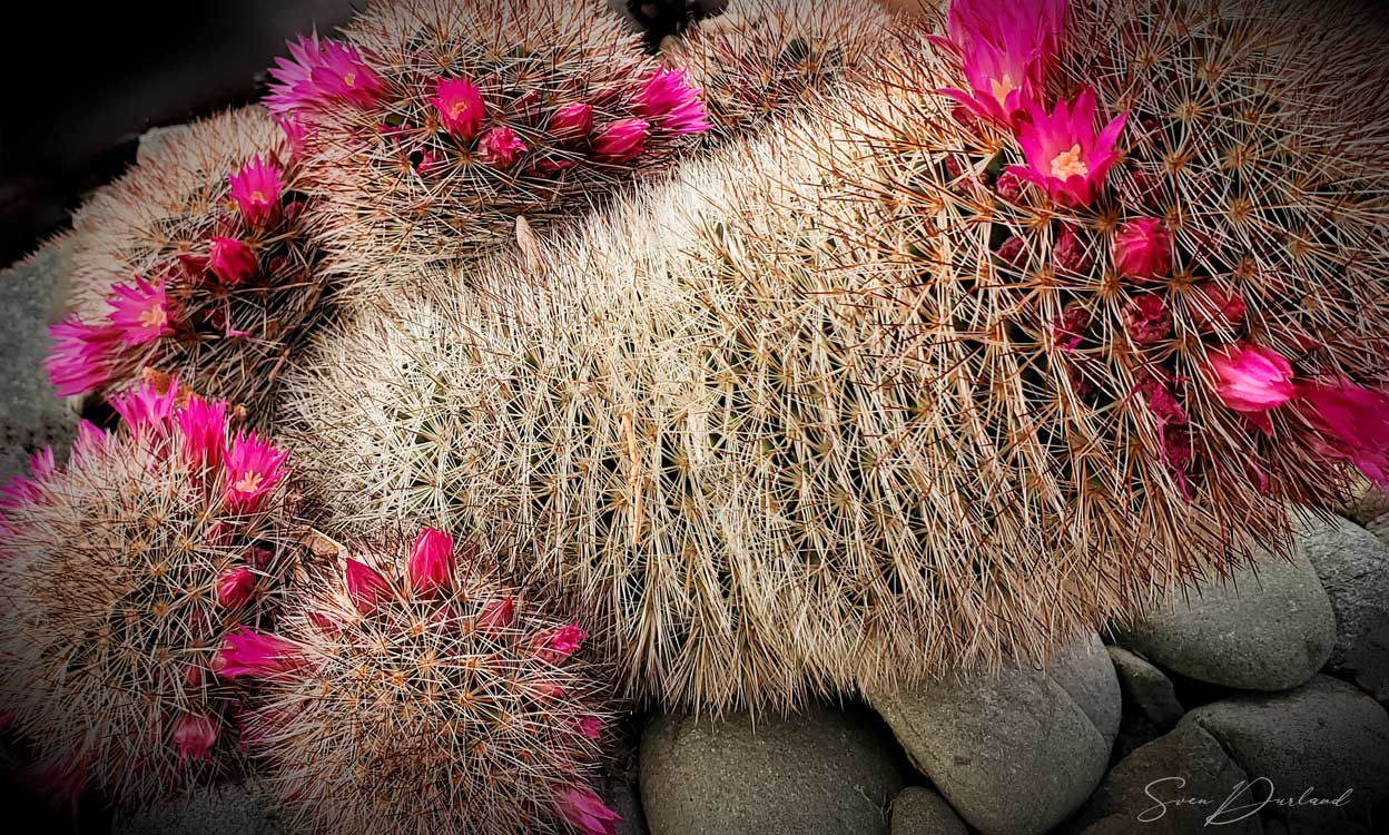 cactus with red flowers