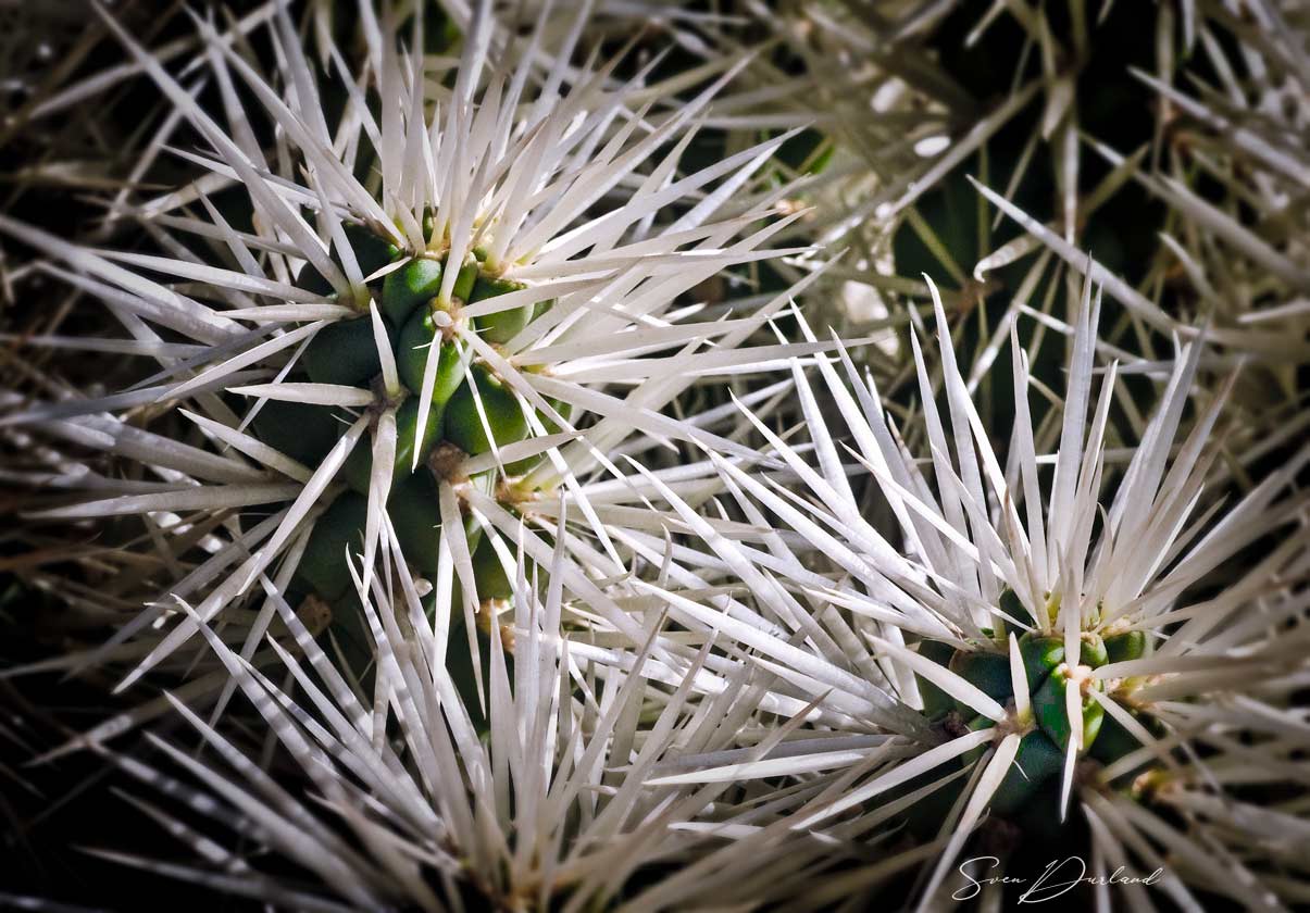 white cactus spikes