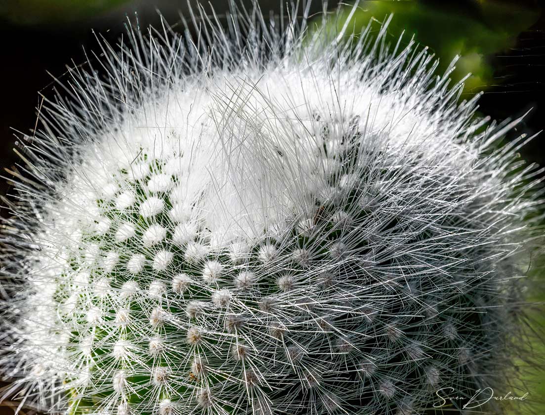 soft cactus spikes