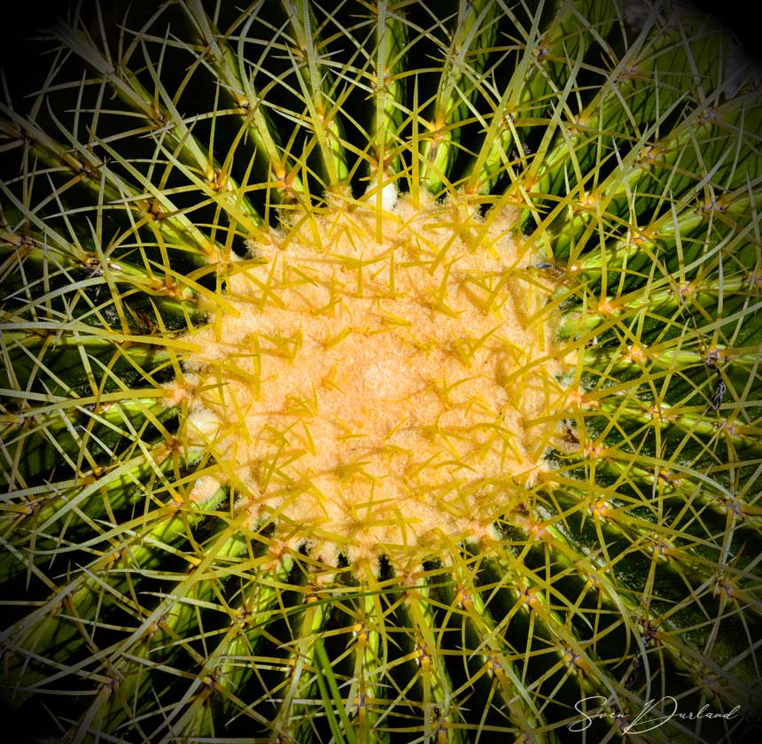 barrel cactus close up