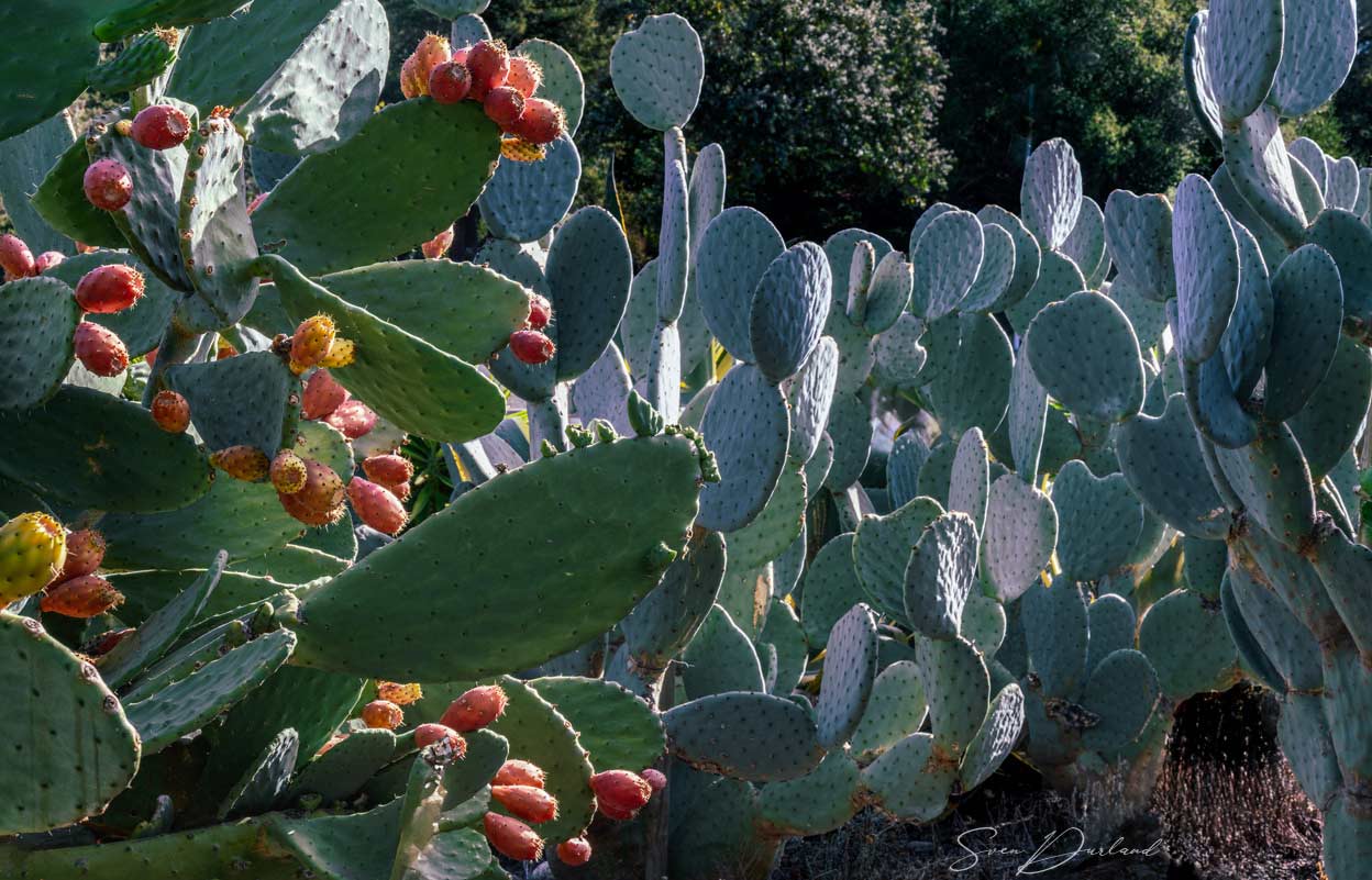 Cactus grove with prickly pears