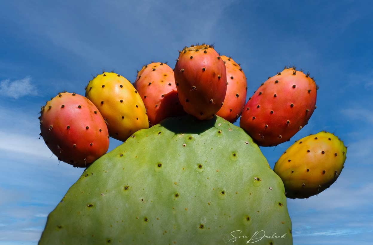 Cactus pears close up