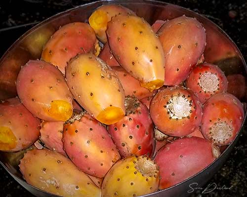 Cactus pears harvest