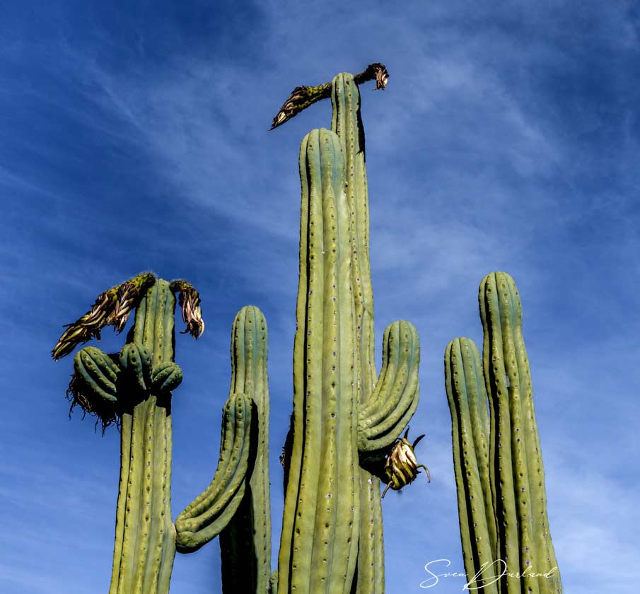 Cactus with wilted flowers
