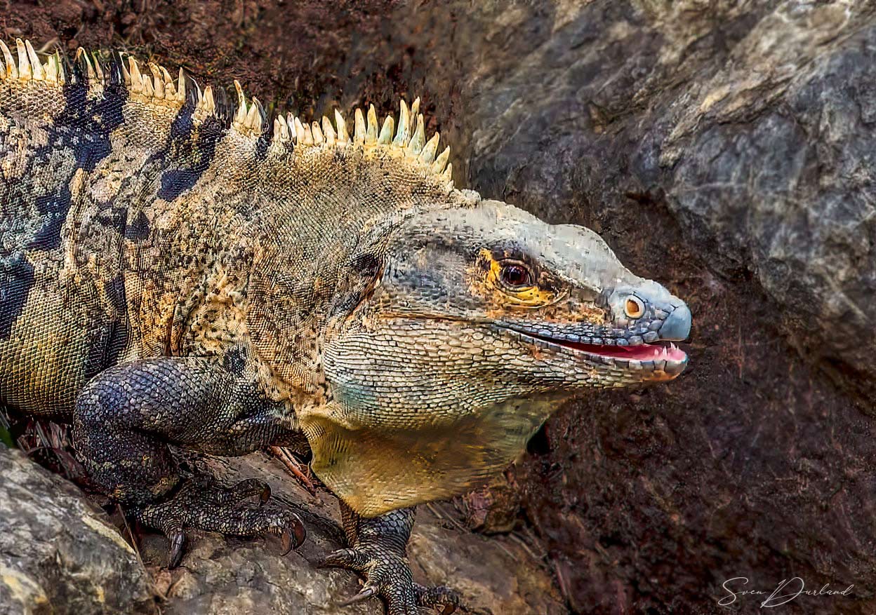 Iguana close up