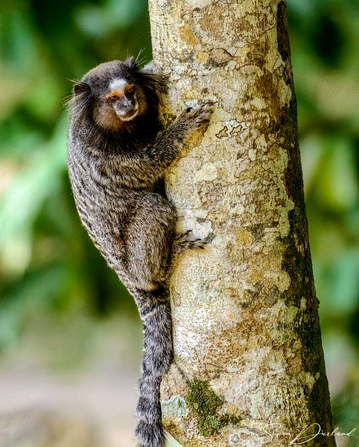 Tufted-eared-Marmoset